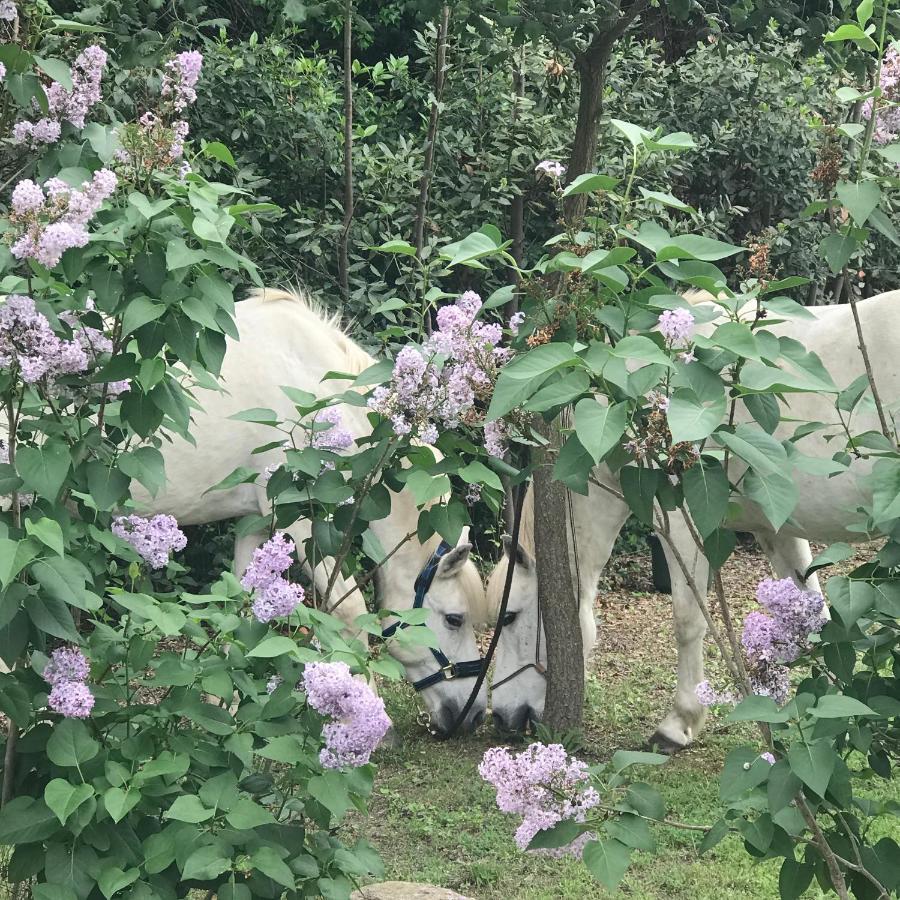 Mas De La Forge Villa Arles Dış mekan fotoğraf